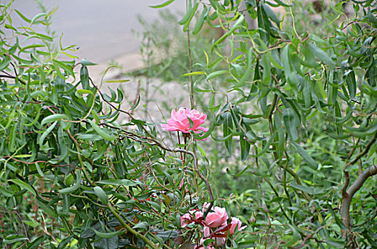 xổ số đà lạt